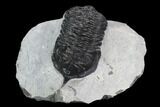 Bargain, Morocconites Trilobite Fossil - Morocco #127473-1